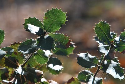 Quercus coccifera - dub kermesový (5)